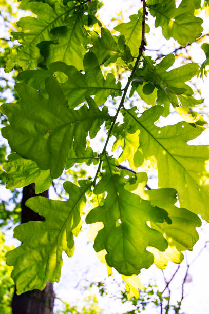 istock Texture of oak leaves under the sunlight 1152128675