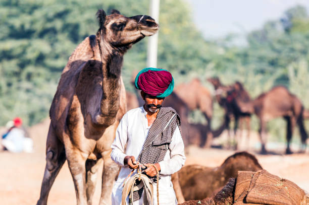 Proud camel owner with mustache and turban. Pushkar, India. portrait of unidentified camel handler with camels at   Camel fair Pushkar, Rajasthan, India on  November 18,  2018 dromedary camel stock pictures, royalty-free photos & images