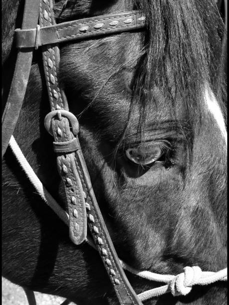 istock Black and white horse head 1152129473