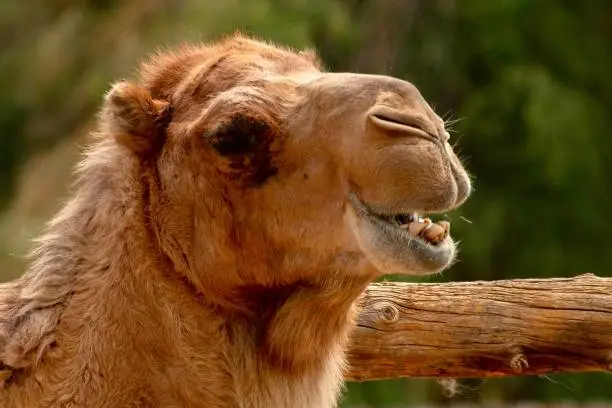 Photo of Camel Head