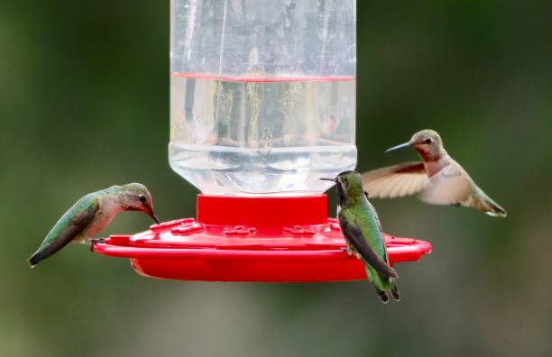 istock 3 Hummingbirds Around Feeder 1152130470