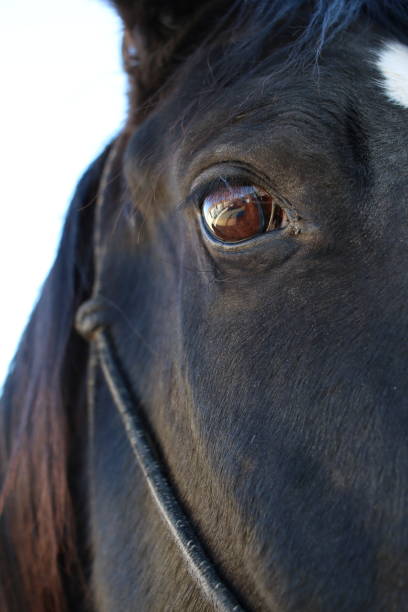 istock Brown Eye of a Black Horse 1152130477