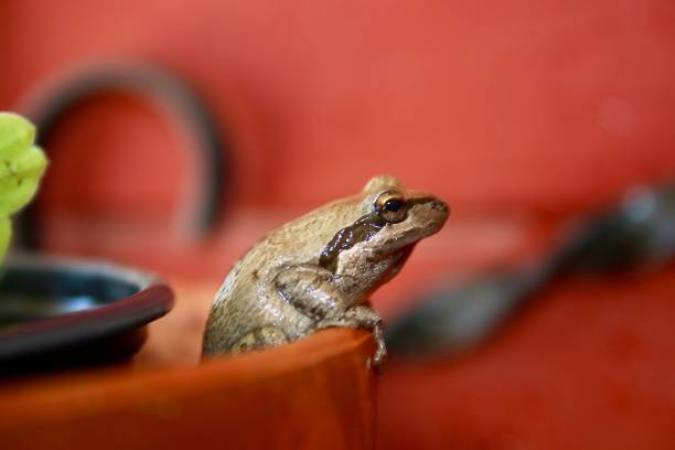 Common tree frog, Its natural habitats are subtropical or tropical dry forests.