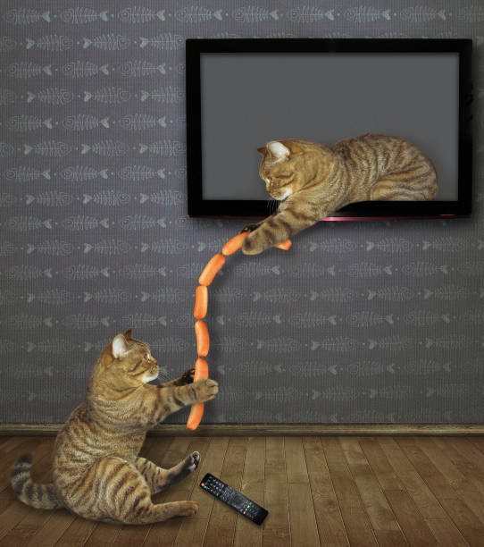 istock Cat gives sausages through the TV screen 1152132669