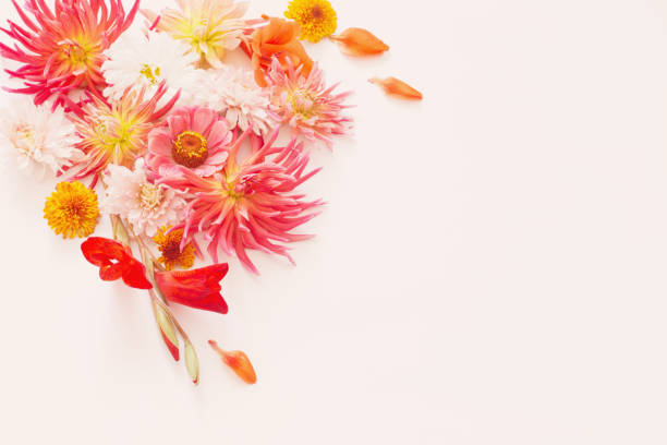 istock autumn flowers on white background 1152133357