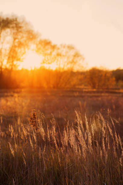 istock summer meadow at sunset, focus on the grass 1152133362