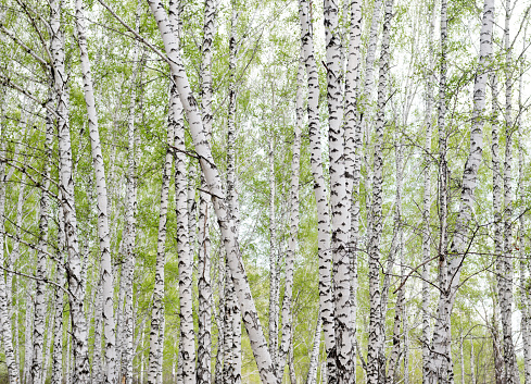 Summer birch background