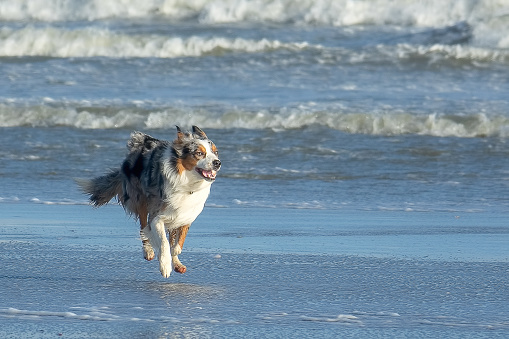 Playful dog running on the beach near the water line. He floating in the air with all paws from the surface. In the background you can see the sea
