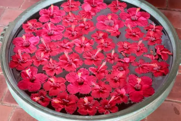 Photo of Image of red hibiscus flowers floating in turquoise green glazed clay water basin dish uruli  /urli, oriental Japanese garden water basin bowl / Zen feng shui hibiscus flower bowl at Indian hotel welcome photo to guests, Kerala beach holiday, South India