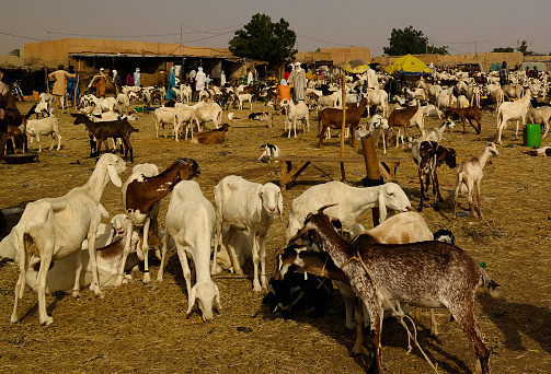Sheeps and other livestock at the Local cattle market - 26 september 2017 Agades at Air, NigerSheeps and other livestock at the Local cattle market in Agades at Air, Niger