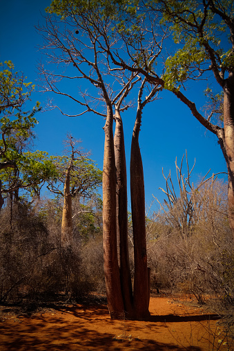 Landscape with Adansonia rubrostipa aka fony baobab tree, Reniala reserve park, Toliara, Madagascar