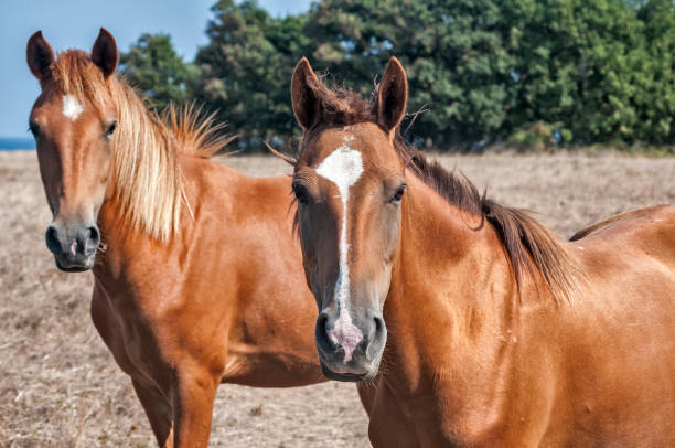 istock Young mare horses grazing on meadow 1152134888