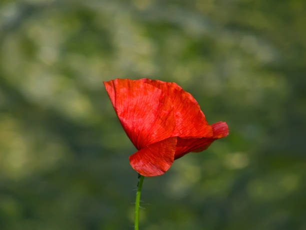 istock Poppy flower in close-up (Picture No 05) 1152135682