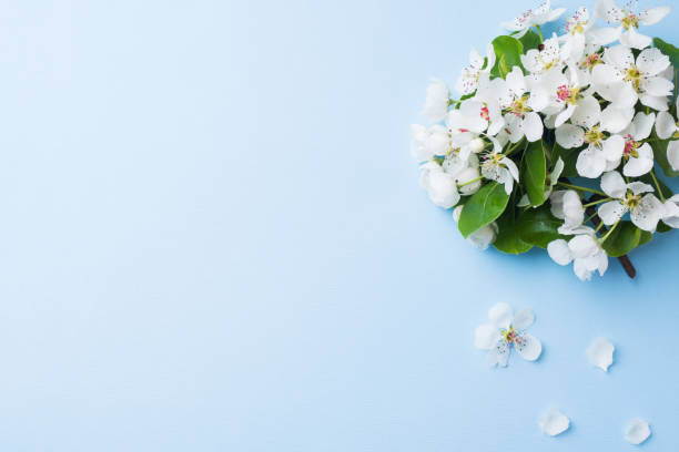 istock Spring flowering branch on blue background. Apple blossoms Copy space 1152135741