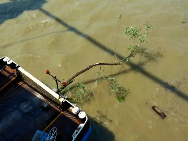 Photo of flooding water on the Danube river with muddy water and willow branch drift wood