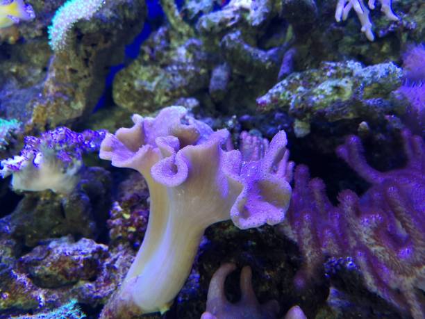 istock Underwater reef ocean marine life anemone 1152136022