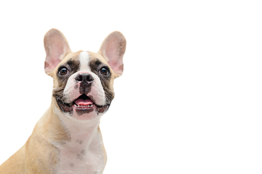 Portrait from above of a cute English Bulldog on the grass, with copy space on the side. Of course she is perplexed and her tongue is out!