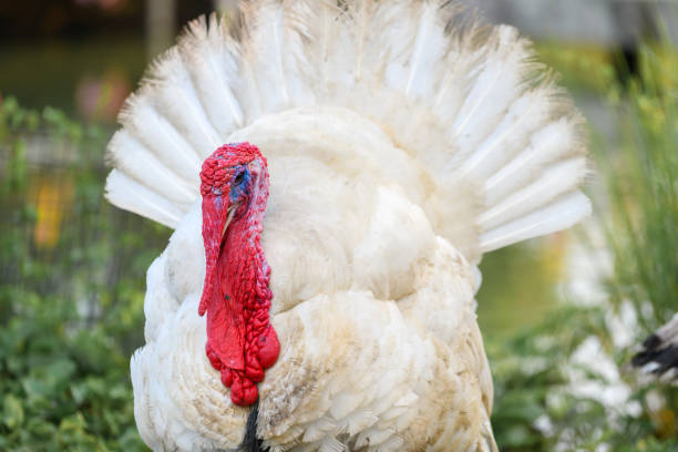 istock White turkey at farm. colorful red wattle and snood, 1152138025