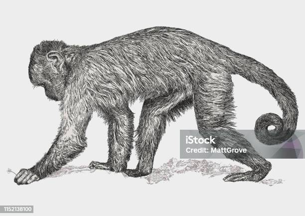 Macaque Longtailed Monkey Stock Illustration - Download Image Now - Macaque, Illustration, Nature