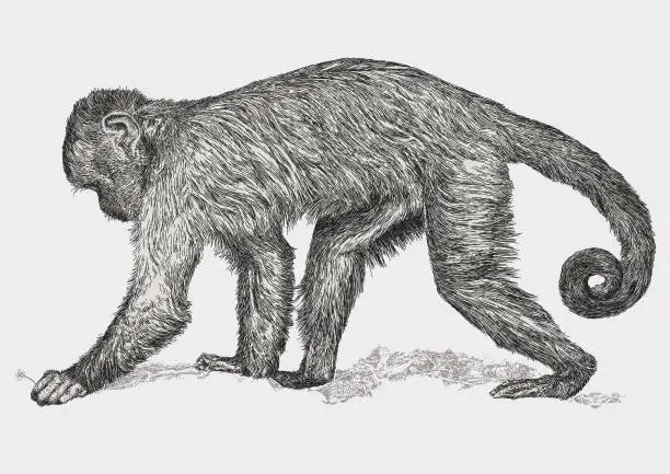 Vector illustration of Macaque Long-Tailed Monkey