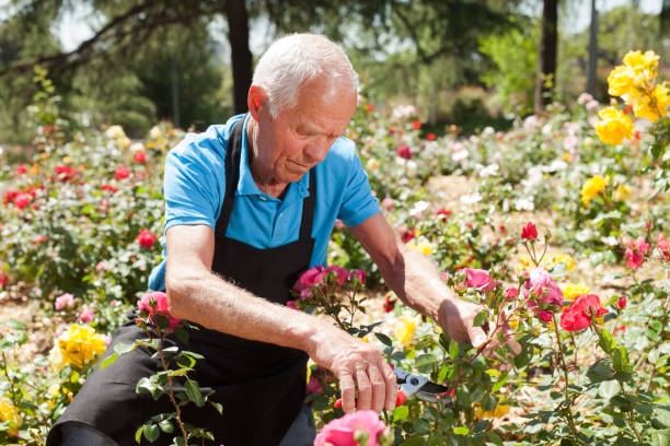 istock Male cutting branches of blooming roses 1152138155