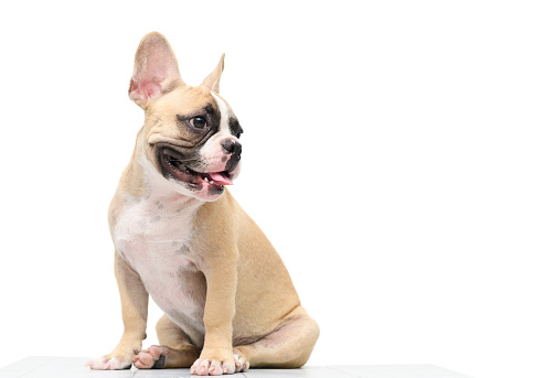 cute french bulldog sitting on table isolated on white background, pet and animal concept