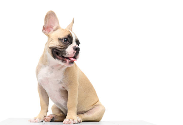 cute french bulldog sitting on table isolated cute french bulldog sitting on table isolated on white background, pet and animal concept cute puppy sitting stock pictures, royalty-free photos & images