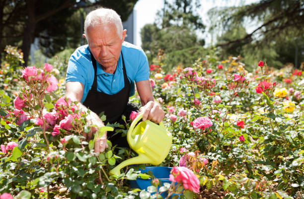 istock Man watering roses at flower bed 1152138158