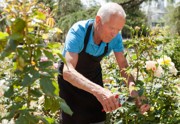 istock Male cutting branches of blooming roses 1152138160