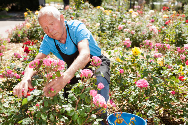 istock Man cutting back shoots of rose bushes 1152138164