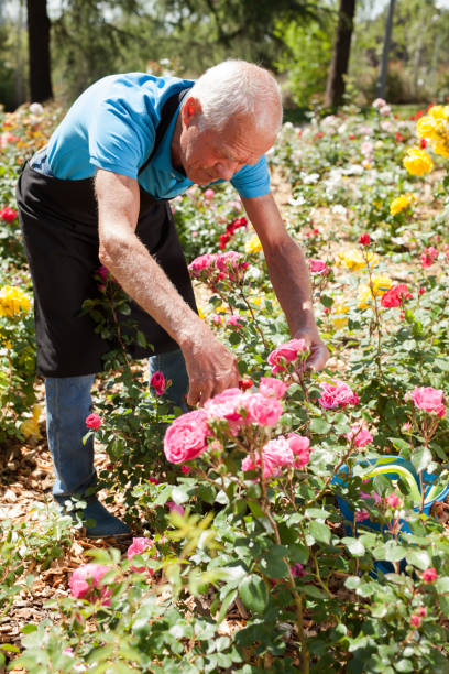 istock Male cutting branches of blooming roses 1152138165