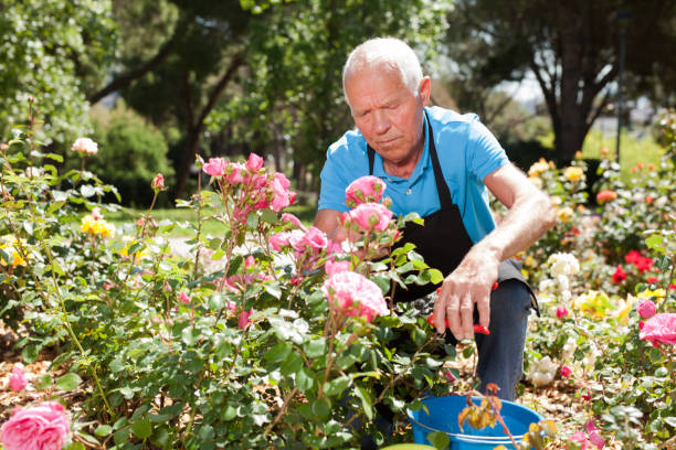 istock Male cutting branches of blooming roses 1152138166