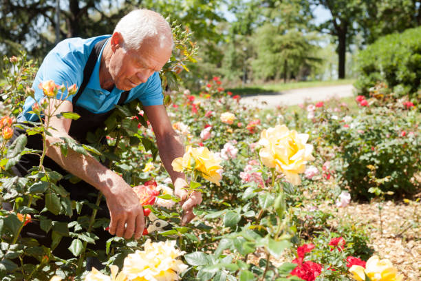 istock Man cutting back shoots of rose bushes 1152138167