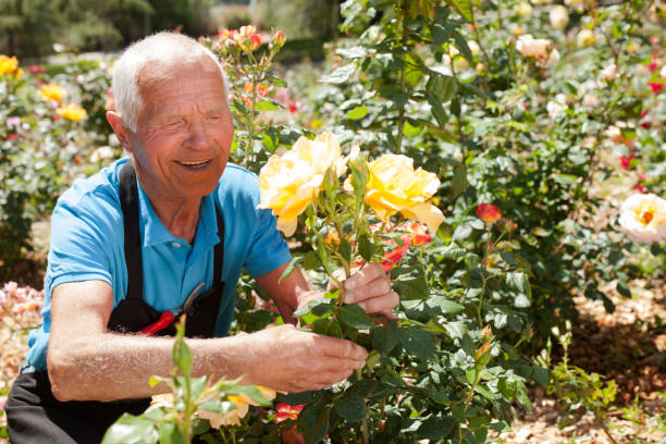 istock Man controlling growing of roses 1152138168