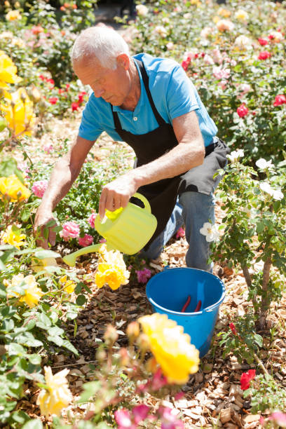 istock Man watering roses at flower bed 1152138170