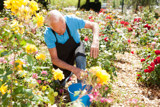istock Man cutting with scissors roses bushes 1152138171