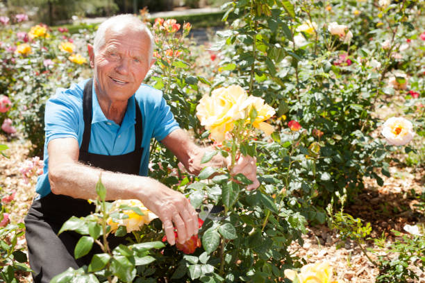 istock Man cutting with scissors roses bushes 1152138172