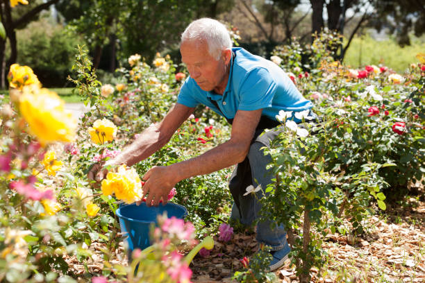 istock Male cutting branches of blooming roses 1152138173