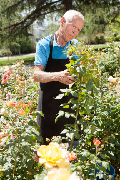 istock Man cutting back shoots of rose bushes 1152138174