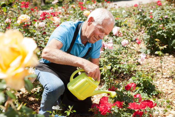 istock Man watering rose bushes 1152138175