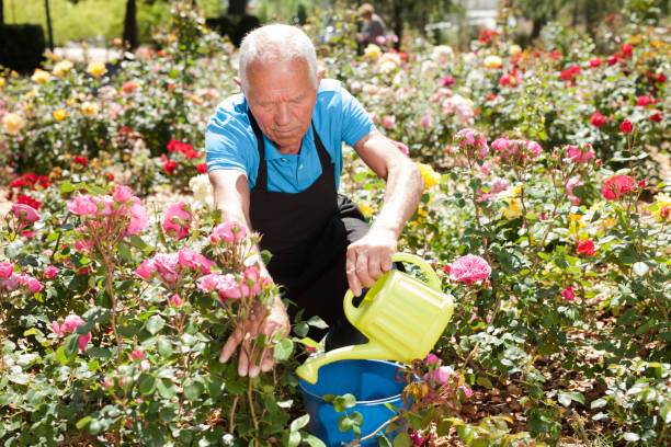 istock Man watering rose bushes 1152138180