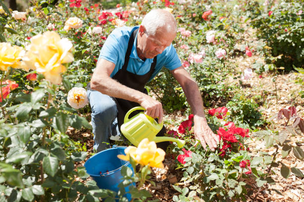 istock Male taking care and watering roses 1152138182