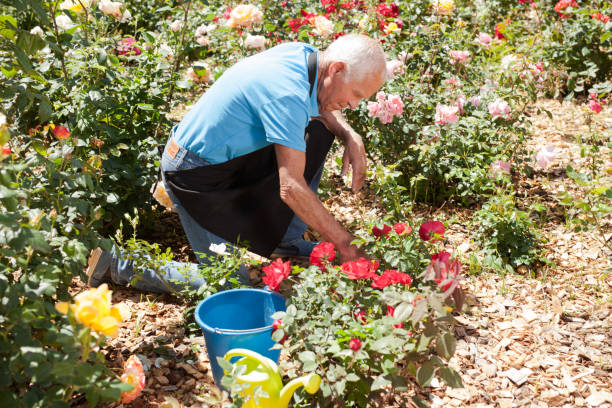 istock Male cutting branches of blooming roses 1152138183