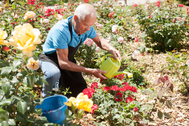 istock Man watering roses at flower bed 1152138197