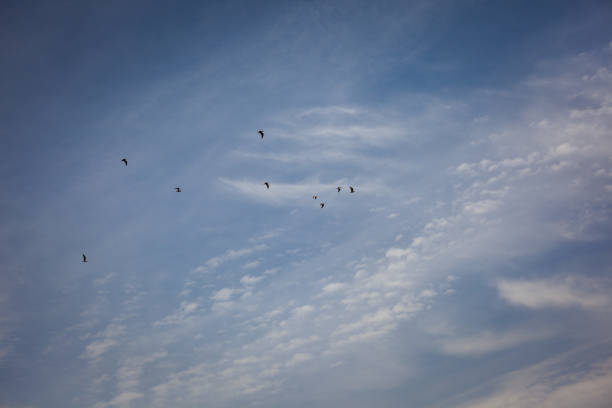 istock Sky and flying bird  Istanbul 1152139284