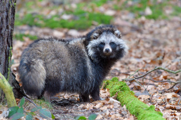 енотови́дная соба́ка - raccoon dog стоковые фото и изображения