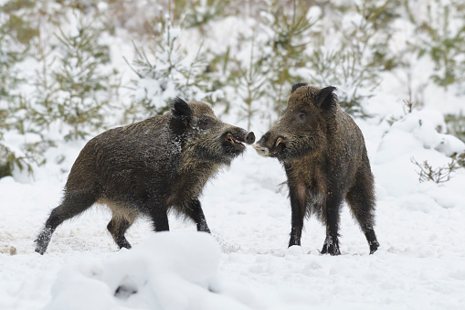 Wild boars (Sus scrofa) in winter, Germany, Europe