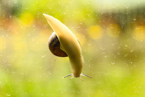 Low angle view of Snail on Wet Window
