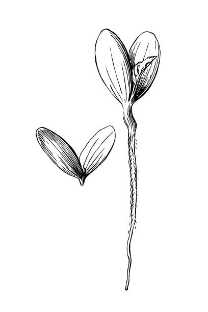 illustrations, cliparts, dessins animés et icônes de courge de custard, développement de graines de cucurbita pepo - squash flower plant single flower