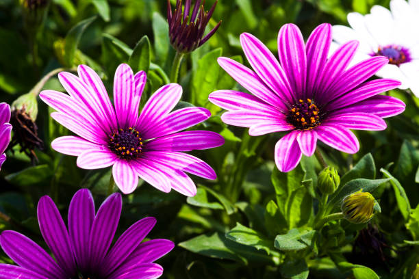istock Daisy flowers on nature. 1152145499